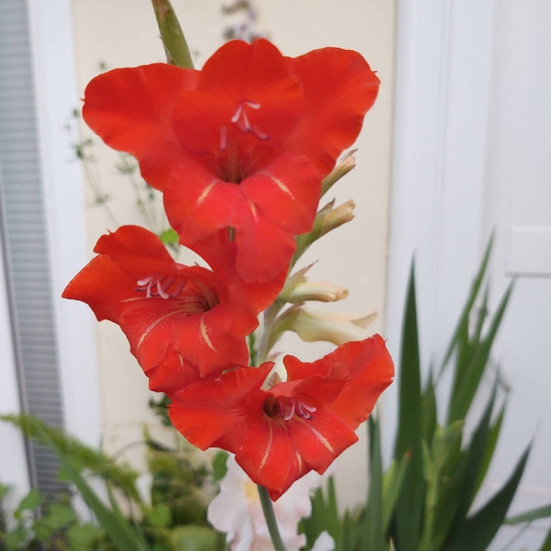 FernsFly Flower Bulb Claudia Gladiolus Pack Of 5 Buy Claudia Gladiolus Pack Of 5 Online 