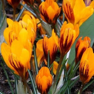FernsFly Flower Bulb Crocus / Saffron (Chrysanthus Orange Monarch) Buy Crocus / Saffron (Chrysanthus Orange Monarch) Online 
