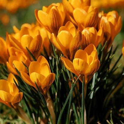 FernsFly Flower Bulb Crocus / Saffron (Chrysanthus Orange Monarch) Buy Crocus / Saffron (Chrysanthus Orange Monarch) Online 