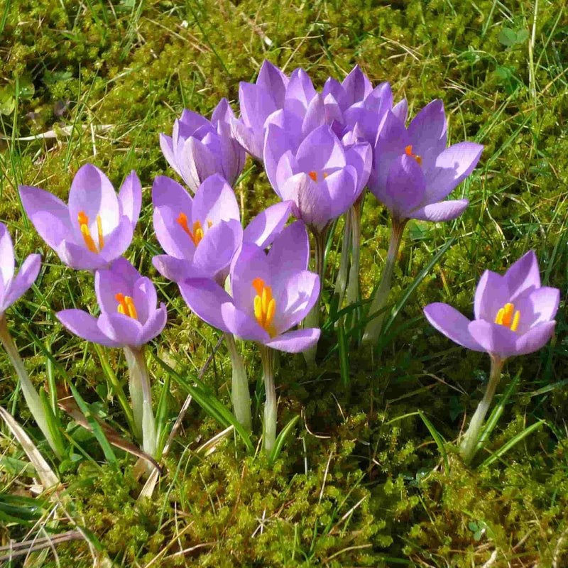 FernsFly-Flower-Bulb-Crocus-/-Saffron-Etruscans-Zwanenburg-Buy-Crocus-/-Saffron-(Etruscans Zwanenburg)-Online-Urban-Plants
