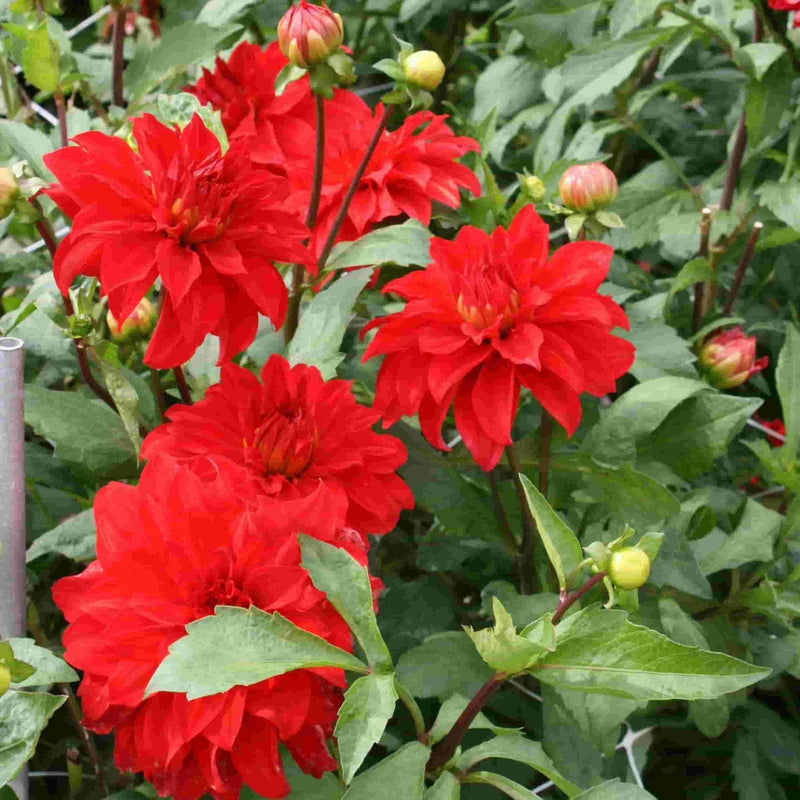 FernsFly Flower Bulb Dahlia Barbarossa Hybrid Flower Bulbs Buy Dahlia Barbarossa Hybrid Flower Bulbs Online from Urban Plants 