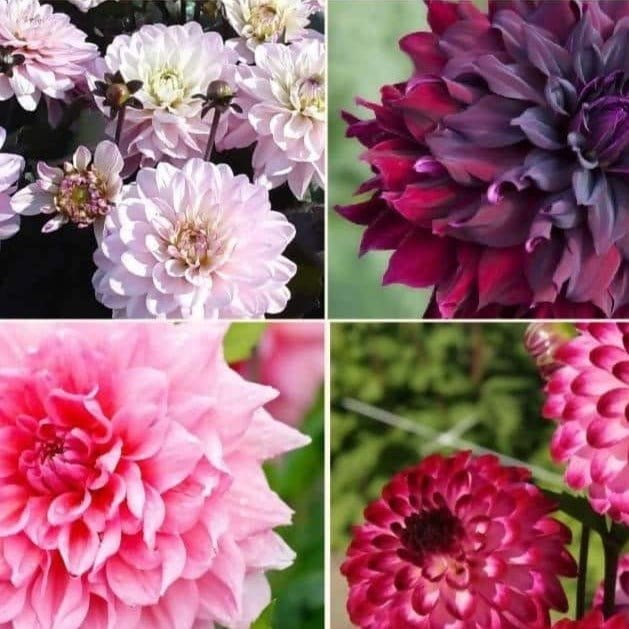 FernsFly Flower Bulb Dahlia Hybrid Multi Mix Bulbs Buy Flower Bulbs, Dahlia Hybrid Multi Mix Bulbs  Online 