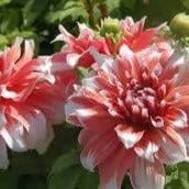 FernsFly Flower Bulb Frost Nip - Dahlia Flower Bulbs Buy Flower Bulbs,  Frost Nip Dahlia Bulbs Online 