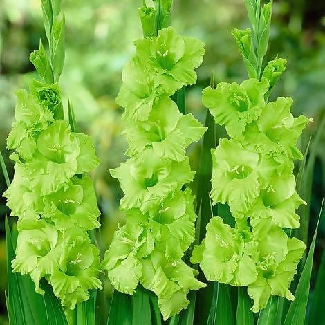 FernsFly Flower Bulb Green Star Gladiolus Pack Of 5 Buy Green Star Gladiolus Pack Of 5 Online 