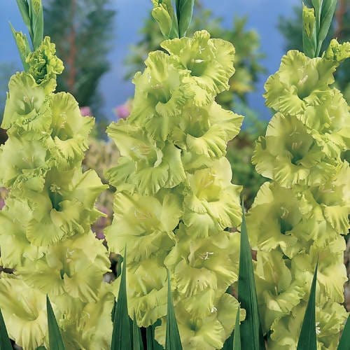 FernsFly Flower Bulb Green Star Gladiolus Pack Of 5 Buy Green Star Gladiolus Pack Of 5 Online 