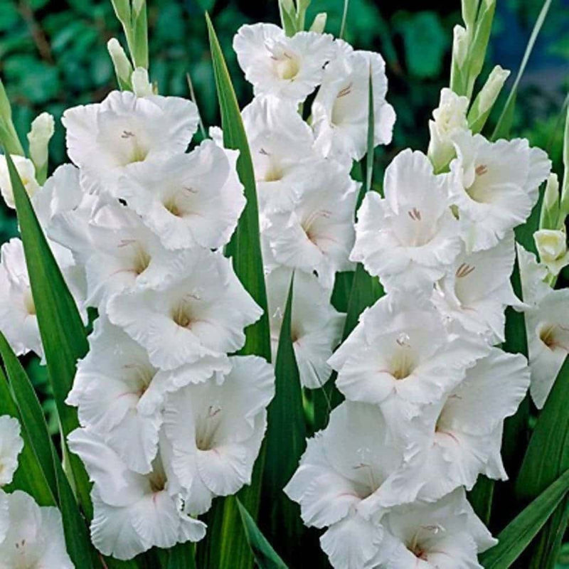 FernsFly Flower Bulb IMP Alaska Gladiolus Bulb Pack Of 5 Buy Alaska Gladiolus Bulbs Online