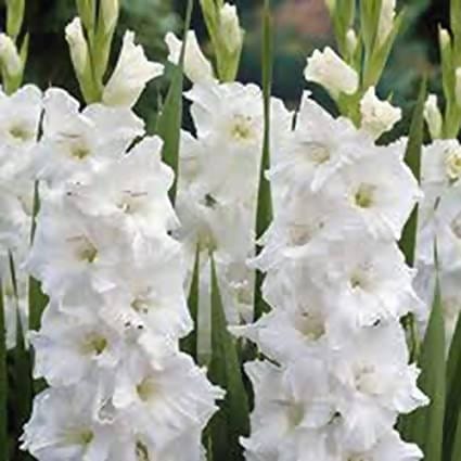 FernsFly Flower Bulb IMP Alaska Gladiolus Bulb Pack Of 5 Buy Alaska Gladiolus Bulbs Online