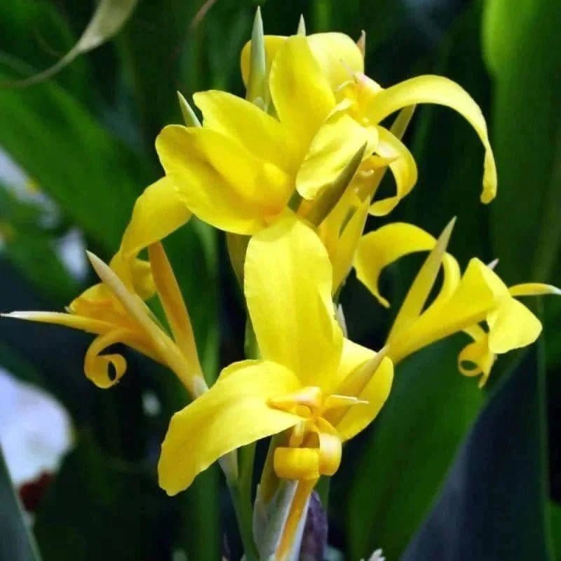 FernsFly Flower Bulb IMP. Canna Lily Flower Bulbs ( Glauca) Buy Canna Lily Flower Bulbs 