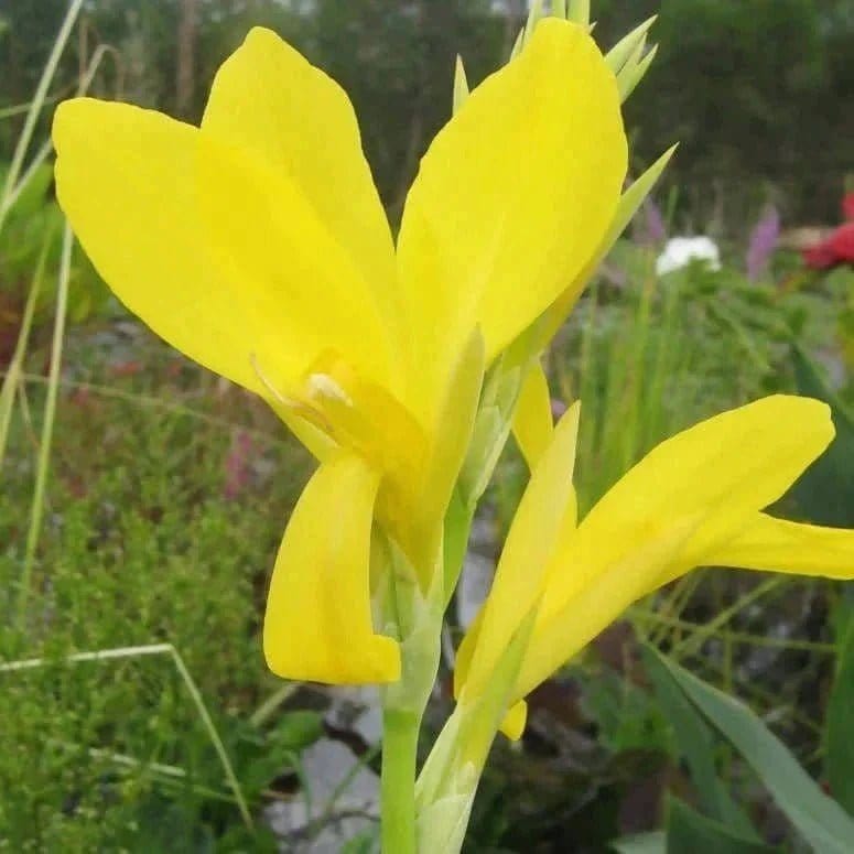 FernsFly Flower Bulb IMP. Canna Lily Flower Bulbs ( Glauca) Buy Canna Lily Flower Bulbs 