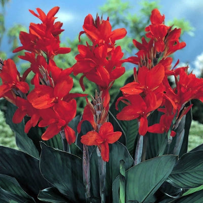 FernsFly Flower Bulb IMP. Canna Lily Flower Bulbs ( Indica) Buy Canna Lily Flower Bulbs Online 