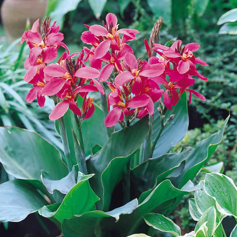 FernsFly Flower Bulb IMP. Canna Lily Flower Bulbs (Iridiflora) Buy Canna Lily Flower Bulbs Online 