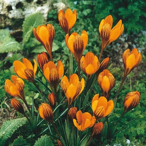 FernsFly Flower Bulb IMP. Crocus / Saffron flower mix bulbs Buy Crocus / Saffron flower mix bulbs