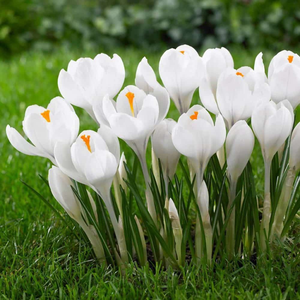 Buy Crocus / Saffron flower mix bulbs – Urban Plants™
