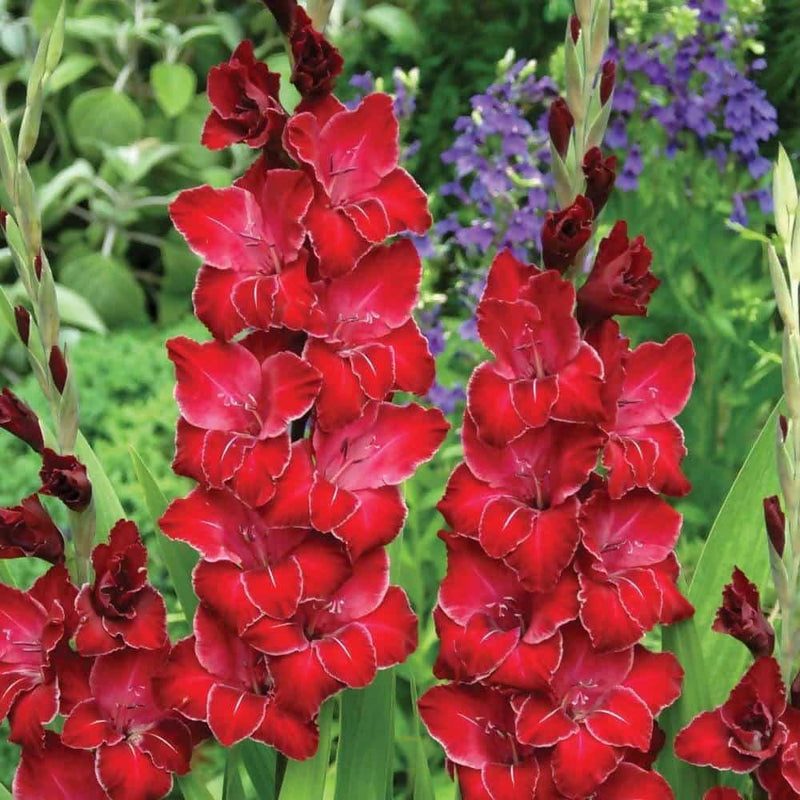 FernsFly Flower Bulb IMP. Gladiolus Flower Bulbs pack of 5 Buy IMP. Gladiolus Flower Bulbs 