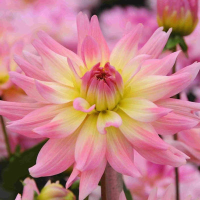 FernsFly-Flower-Bulb-Melody-Gypsy-Dahlia-Flower-Bulbs-Buy-Flower-Bulbs,-Melody-Gypsy-Dahlia-Bulbs-Online-Urban-Plants
