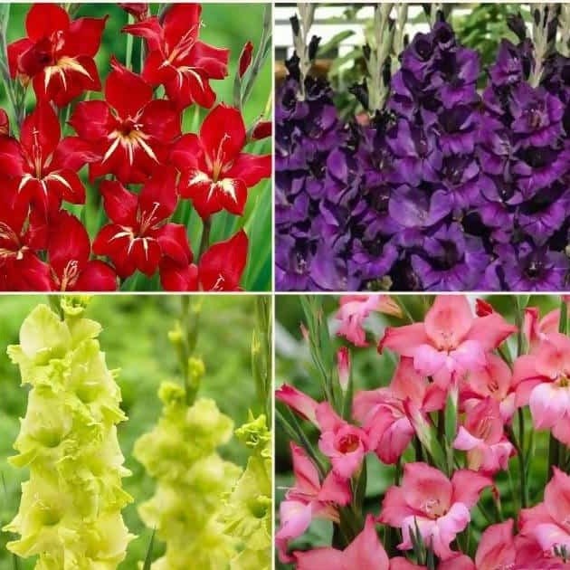 FernsFly Flower Bulb Multi Mix Gladiolus- Pack Of 5 Buy Multi Mix Gladiolus- Pack Of 5