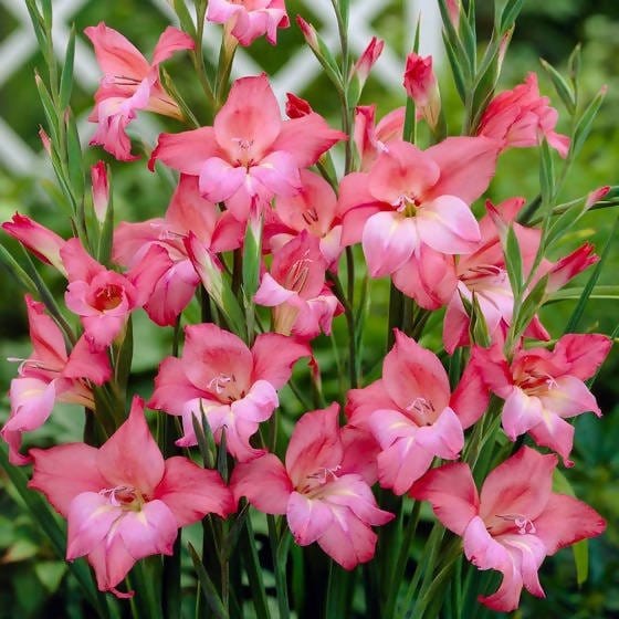 FernsFly Flower Bulb Multi Mix Gladiolus- Pack Of 5 Buy Multi Mix Gladiolus- Pack Of 5