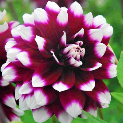 FernsFly Flower Bulb Mystery Day- Dahlia Flower Bulbs Buy Mystery Day- Dahlia Flower Bulbs Online 