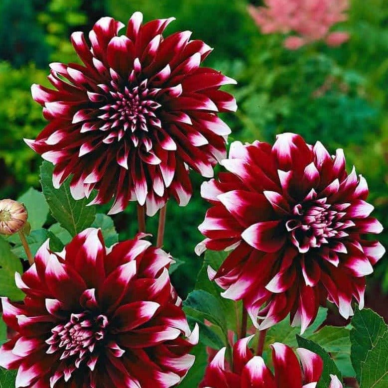 FernsFly Flower Bulb Mystery Day- Dahlia Flower Bulbs Buy Mystery Day- Dahlia Flower Bulbs Online 