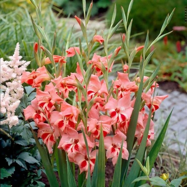 FernsFly Flower Bulb Nathalie Gladiolus Pack Of 5 Buy Nathalie Gladiolus Pack Of 5 Online 
