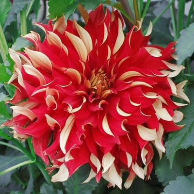 FernsFly-Flower-Bulb-Nick-Sr - Dahalia-Flower-Bulbs-Buy-Nick-Sr-Dahalia-Flower-Bulbs-Online-Urban-Plants