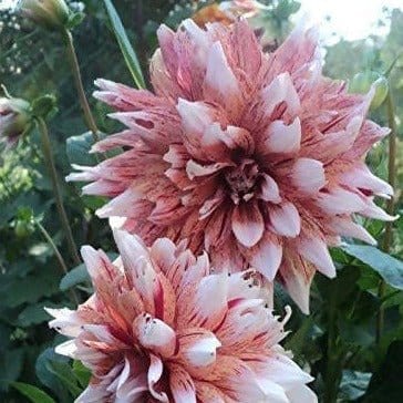 FernsFly Flower Bulb Striped Duet - Dahlia Seeds Buy Flower Bulbs, Striped Duet Dahlia Bulbs  Online 
