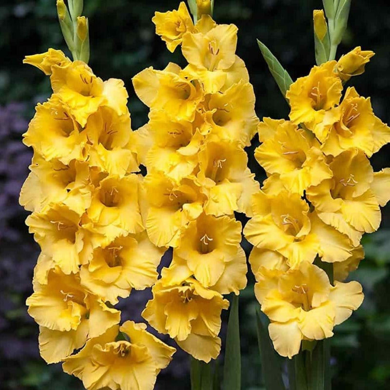 FernsFly Flower Bulb Yellowstone Gladiolus Flower Bulb Pack Of 5 Buy Yellowstone Gladiolus Flower Bulb Online 