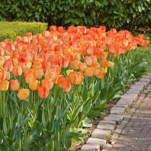 FernsFly Flower Bulbs Tulip Charming Flower Bulbs(Pack of 1 The Multi Mix Tulip)