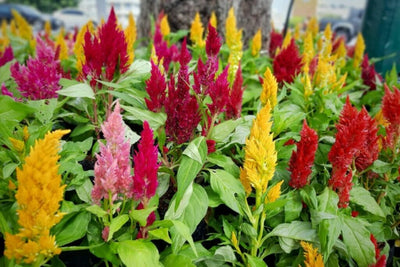 FernsFly-Flowers-Seeds-Celosia-Multi-Mix-Flower-Seed-Urban-Plants