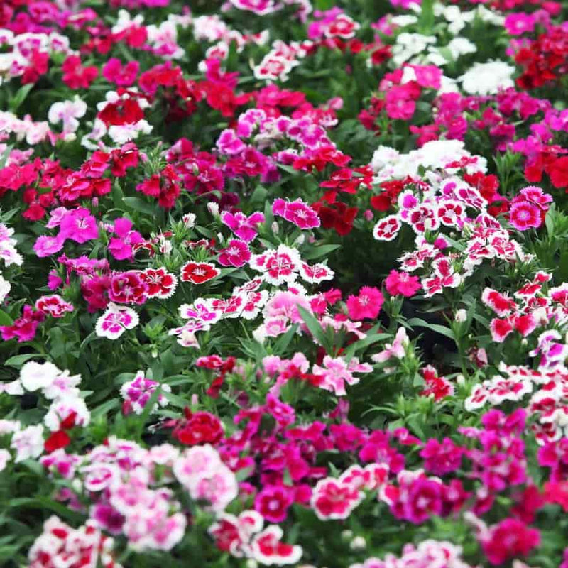 FernsFly Flowers Seeds Dianthus Multi Mix Flower Seeds