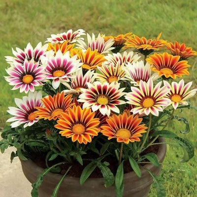 FernsFly-Flowers-Seeds-Gazania-Multi-Mix-Flower-Seed-Urban-Plants