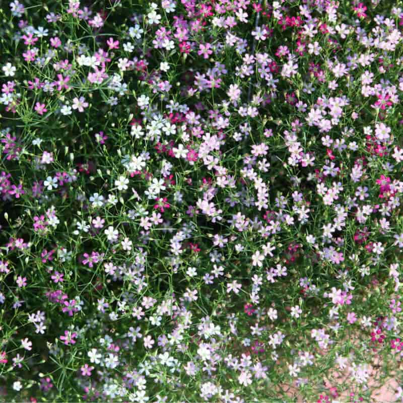FernsFly Flowers Seeds Gypsophila Multi mix flower seed