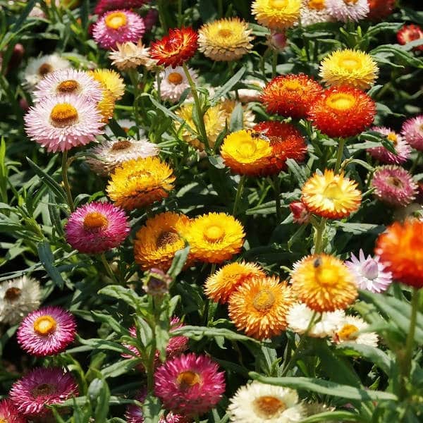 FernsFly Flowers Seeds Helichrysum Bracteatum Rose Multi Mix seeds Buy Helichrysum Bracteatum Rose Multi Mix seeds