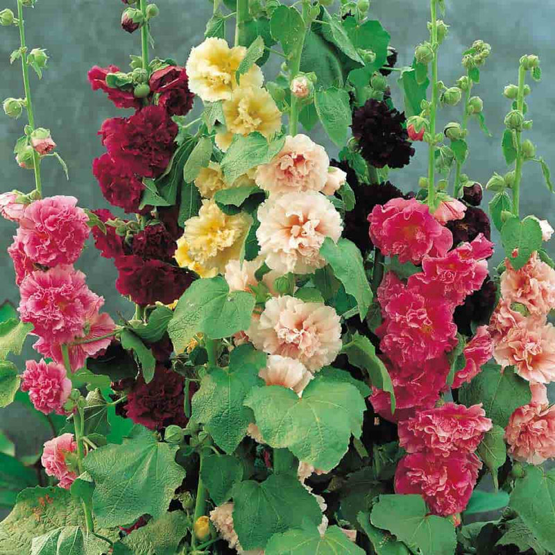 FernsFly Flowers Seeds Hollyhock Multi Mix Flower Seeds Buy Hollyhock Multi Mix Flower Seeds Online 