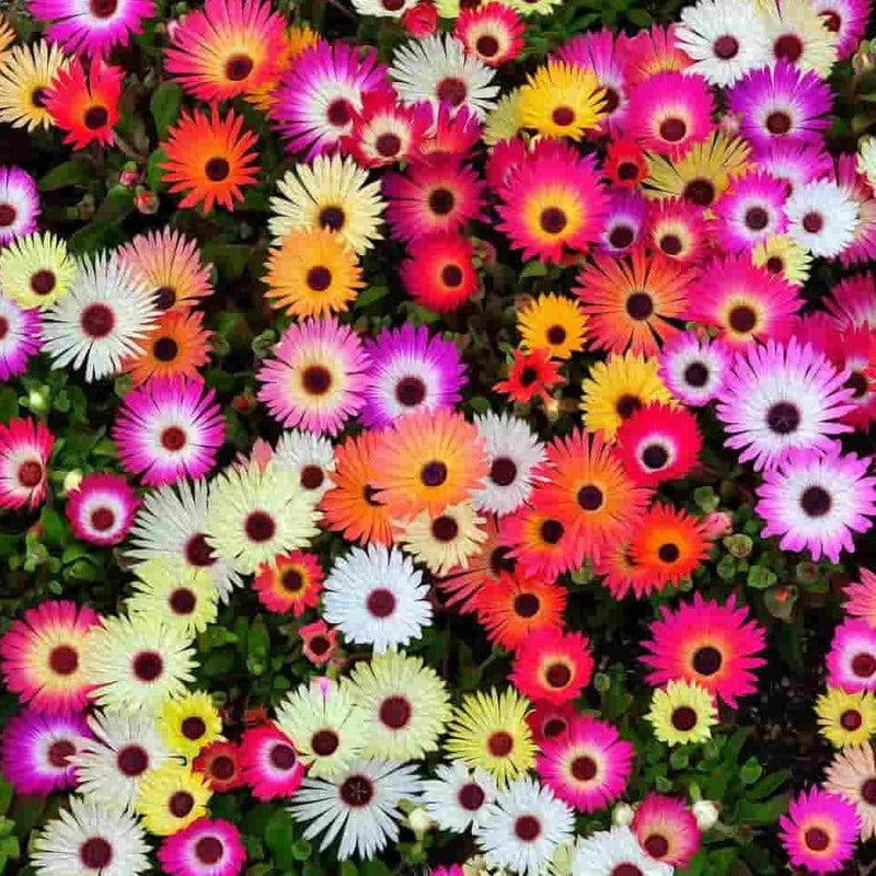 FernsFly Flowers Seeds Ice Plant Multi Mix Flower Seeds