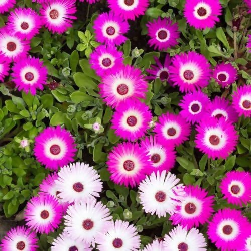 FernsFly Flowers Seeds Ice Plant Multi Mix Flower Seeds