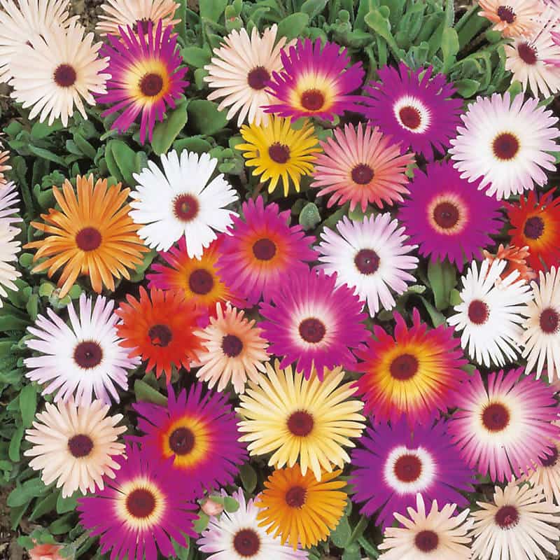 FernsFly Flowers Seeds Ice Plant Multi Mix Flower Seeds