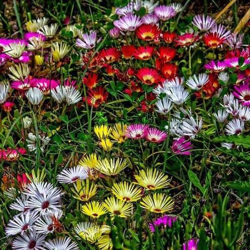 FernsFly Flowers Seeds Ice Plant Multi Mix Flower Seeds