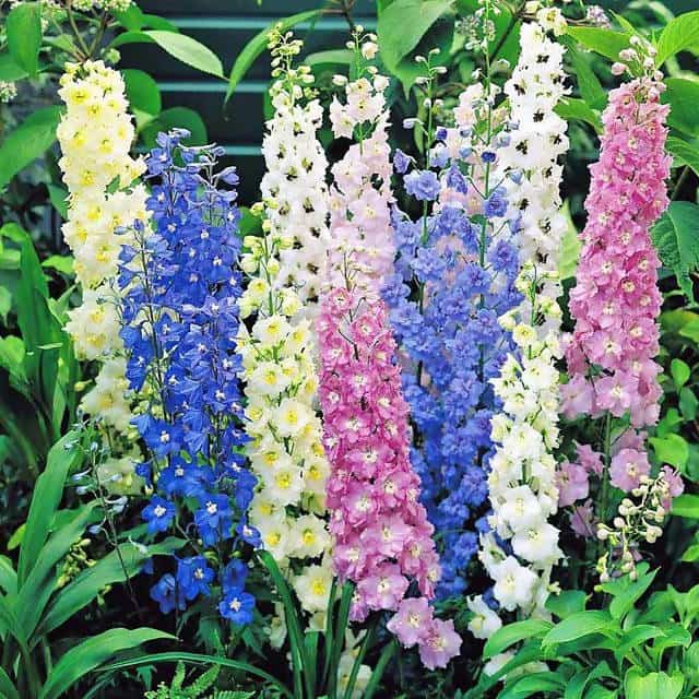 FernsFly Flowers Seeds Larkspur Multi Mix Flower Seeds Buy Larkspur Multi Mix Flower Seeds Online 