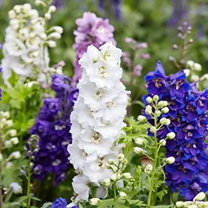 FernsFly Flowers Seeds Larkspur Multi Mix Flower Seeds Buy Larkspur Multi Mix Flower Seeds Online 