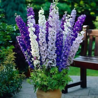 FernsFly Flowers Seeds Larkspur Multi Mix Flower Seeds Buy Larkspur Multi Mix Flower Seeds Online 