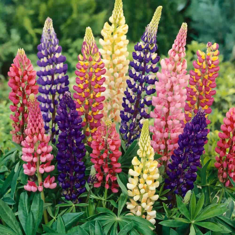 FernsFly Flowers Seeds Lupine Multi mix Flower seed