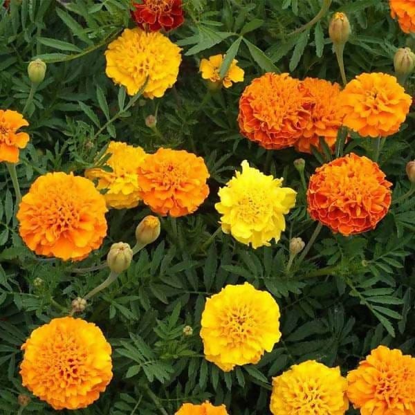 FernsFly Flowers Seeds Marigold Multi Mix Flower Seed