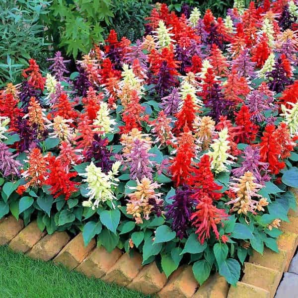 Buy Salvia Multi Mix Flowers Seeds Online – Urban Plants™