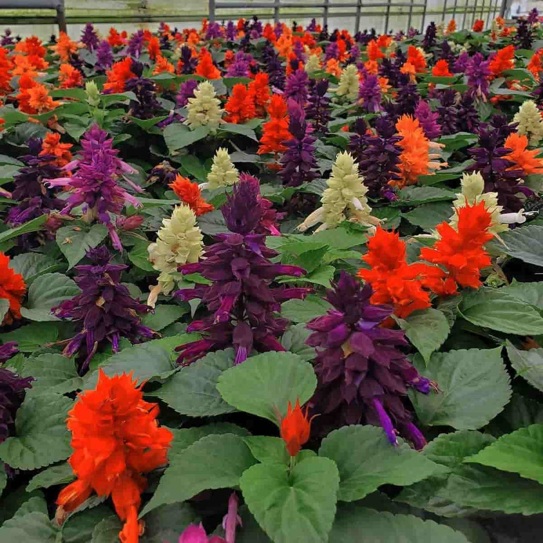 Buy Salvia Multi Mix Flowers Seeds Online – Urban Plants™