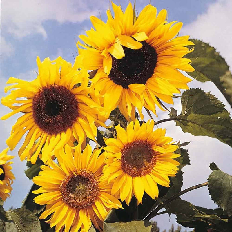 FernsFly Flowers Seeds Sunflower Russian Giant Multi Mix Flower Seds Buy Sunflower Seeds Online from Urban Plants 