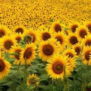 FernsFly Flowers Seeds Sunflower Russian Giant Multi Mix Flower Seds Buy Sunflower Seeds Online from Urban Plants 
