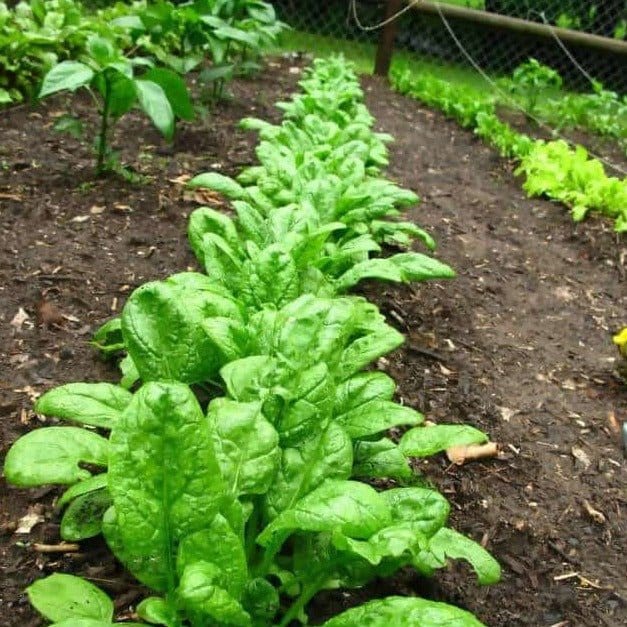 FernsFly Seeds Spinach/Palak F1 Hybrid Vegetable Seeds Buy Spinach/Palak F1 Hybrid Vegetable Seeds Online 