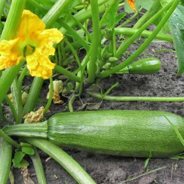 FernsFly Vegetable seeds Zucchini F1 Hybrid Squash Green Vegetable Seeds Buy Zucchini F1 Hybrid Squash Green Vegetable Seeds Online