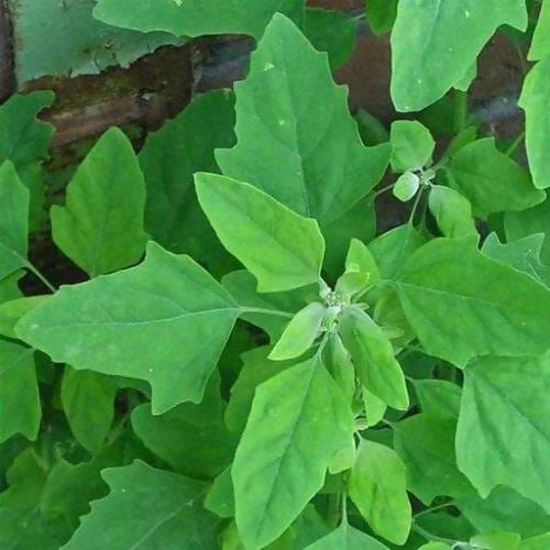 FernsFly Vegetables Bathua Leaf Seeds Buy Bathua Leaf Seeds Online 